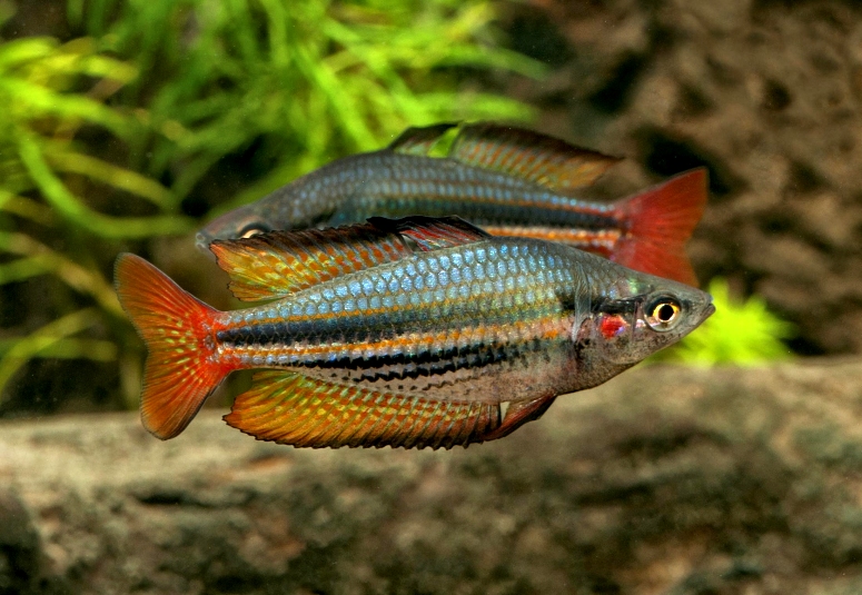 [Imagen: M.australis.Fish%20River.Daly.GES.jpg]