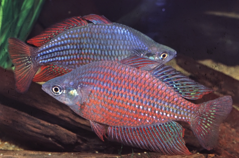 New Guinea rainbowfish Melanotaenia rubrostriata.  Photo © Gunther Schmida