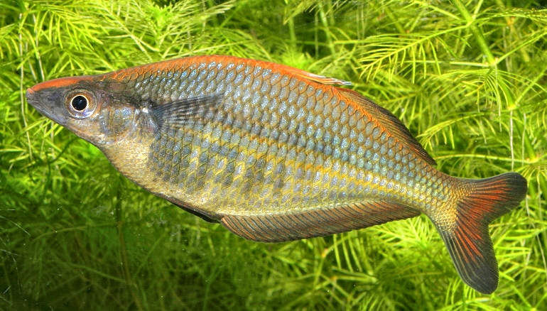 Chilatherina fasciata