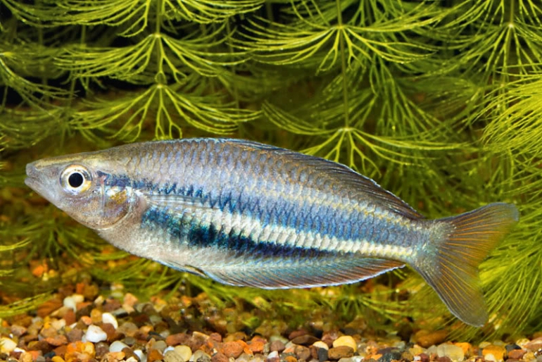 Melanotaenia affinis