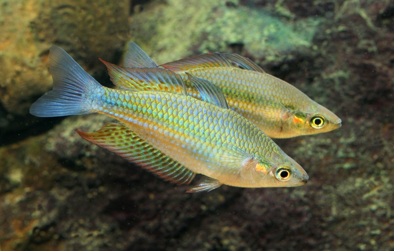 Stacy Rainbow Fish Melbourne